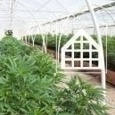Perché Dovresti Coltivare La Cannabis In Una Serra O Veranda