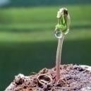 Come germinare i semi di cannabis