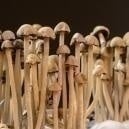 Cos'È Il Panaeolus Cyanescens?