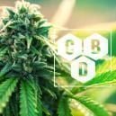 Cos&rsquo;&egrave; Il Cannabidiolo (CBD)?