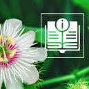 La Passiflora: Tutto Quello Che C'è Da Sapere