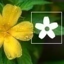 Come si usa la damiana: Tutto quello che c'è da sapere