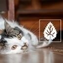 Erba gatta: Tutto quello che c'è da sapere