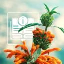 Dagga Selvatica: Tutto Quello Che C'È Da Sapere