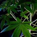 Cos’è la Cannabis indica?