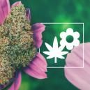 Come Coltivare Cannabis Migliore Con La Consociazione Di Piante