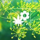 Consociazione Nella Coltura Della Cannabis: Aneto