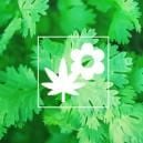 Consociazione Nella Coltura Della Cannabis: Coriandolo