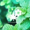 Piante da Consociazione per la Cannabis: Menta