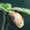 Come Risolvere I Problemi Di Germinazione Della Cannabis