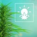 La Coltivationze di Cannabis All'Aperto