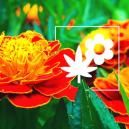 Piante-Compagno Per La Cannabis: La Calendula