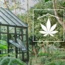 Come Mimetizzare Le Piante Di Cannabis Outdoor