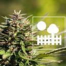 Coltivare Cannabis In Giardino O In Cortile