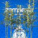 Defogliazione della cannabis: tutto quello che devi sapere