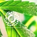 Tutto Ciò Che C'È Da Sapere Su Polline E Breeding Di Cannabis