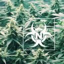 Tossicit&agrave; Dell&rsquo;Azoto Nelle Piante Di Cannabis