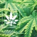 Una Panoramica Sugli Elementi Mobili Ed Immobili Nelle Piante