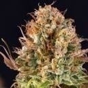 Quando raccogliere le piante di cannabis