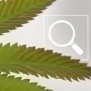 Carenza di fosforo nelle piante di cannabis: Sintomi e soluzioni