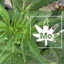 La Carenza Di Molibdeno Nelle Piante Di Cannabis