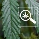 Macchie bianche sulle foglie di cannabis