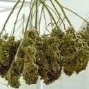 Essiccazione cannabis