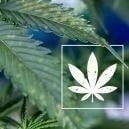 Guida per identificare le macchie marroni sulle foglie di cannabis