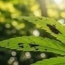 Macchie nere sulle foglie di cannabis: Cosa significano e come trattarle