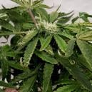 Correzione dell’arricciamento verso l’alto delle foglie di cannabis