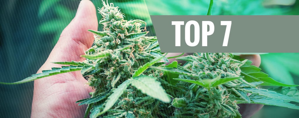 7 Cause Comuni Che Stressano Le Piante Di Cannabis