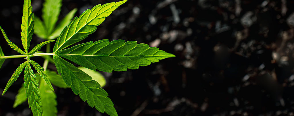 Come Usare Gli Acidi Umici E Fulvici Nelle Piante Di Cannabis