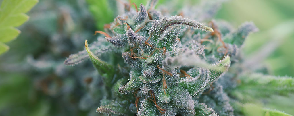 Coltivare Cannabis Biologica