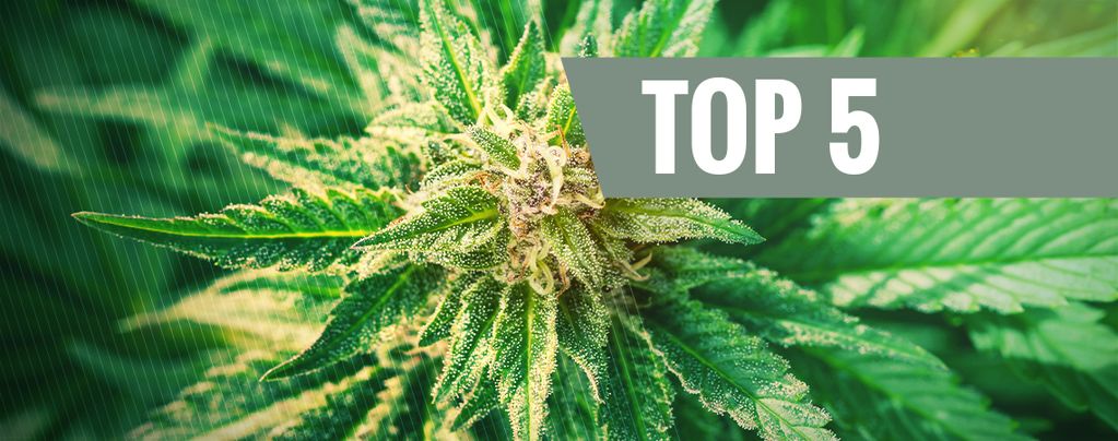 Le 5 Migliori Varietà Di Cannabis Ruderalis