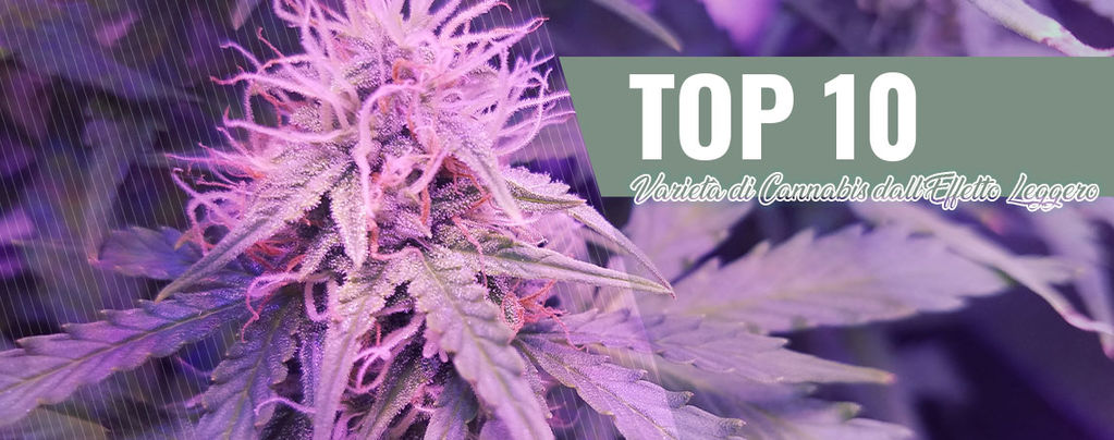 Top 10 Varietà Di Cannabis Dall’effetto Leggero