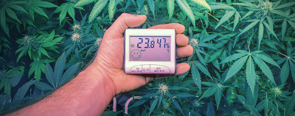 Temperature Ottimali Coltivare Cannabis