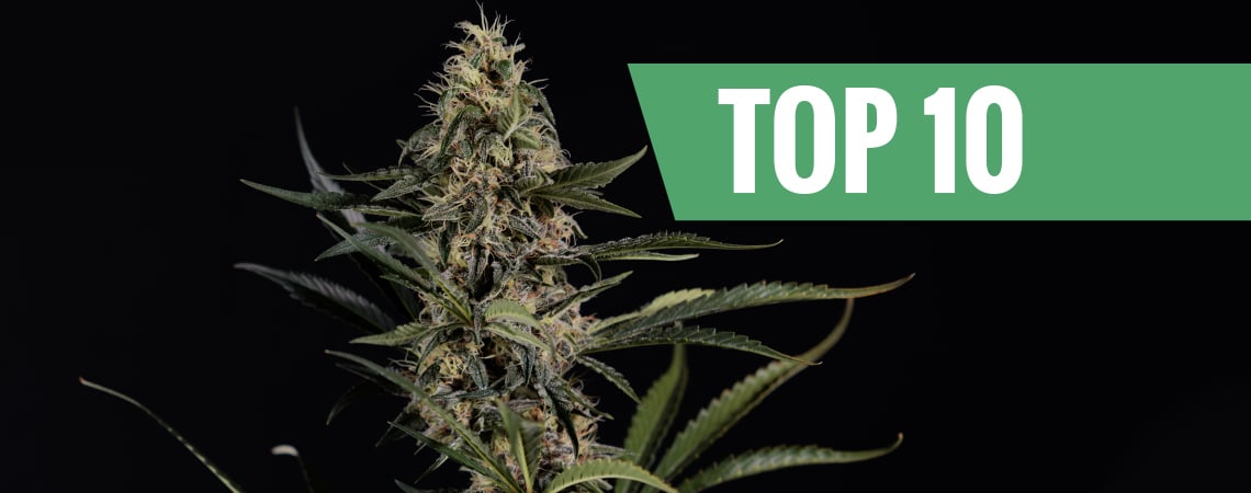 Top 10 Delle Varietà A Più Alto Contenuto Di THC