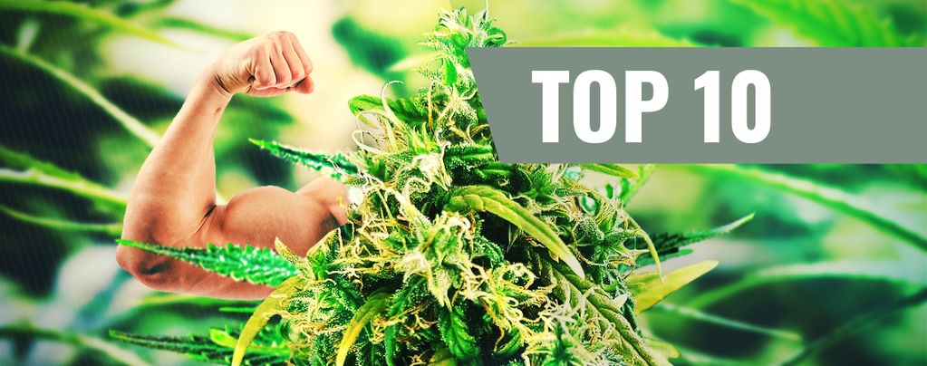 Top 10 Delle Varietà A Più Alto Contenuto Di THC