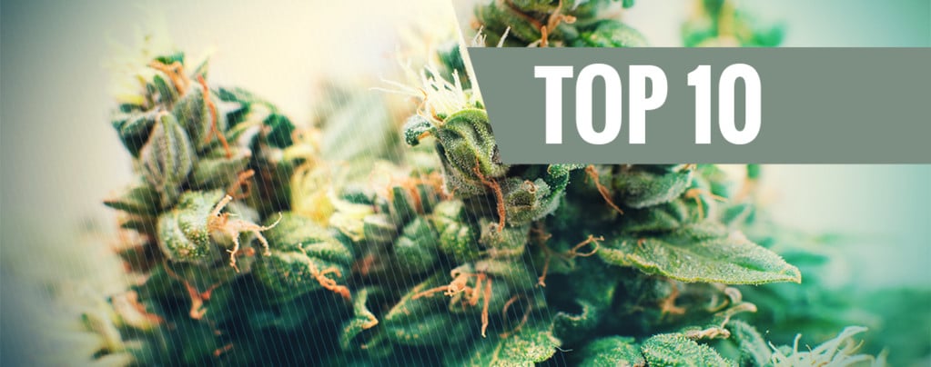 La Top 10 Delle Varietà Di Cannabis Autofiorente