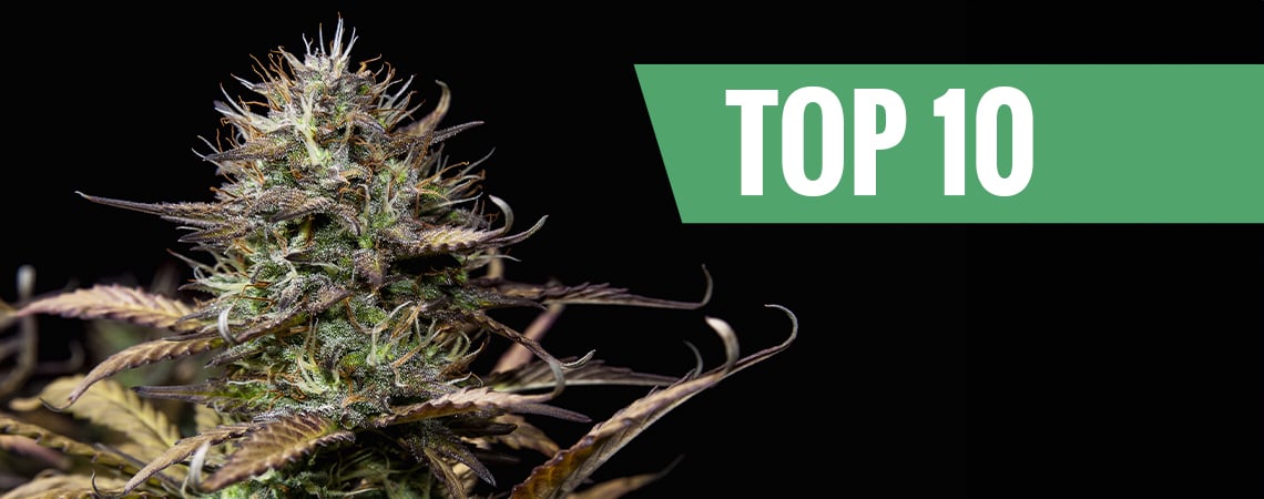 Top 10 Semi Di Cannabis Autofiorenti 