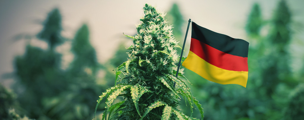 Le Migliori Varietà Di Cannabis Da Coltivare All'Aperto In Germania