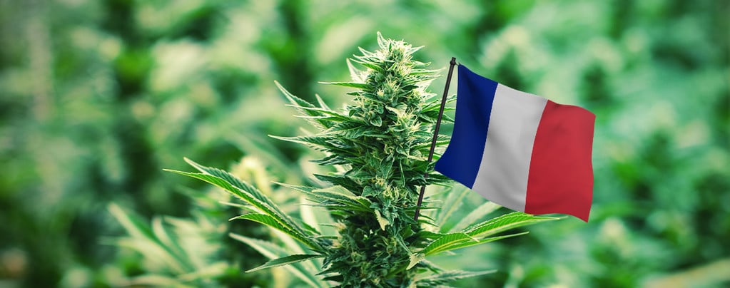 Le Migliori Varietà Di Cannabis Da Coltivare In Francia All'Aperto