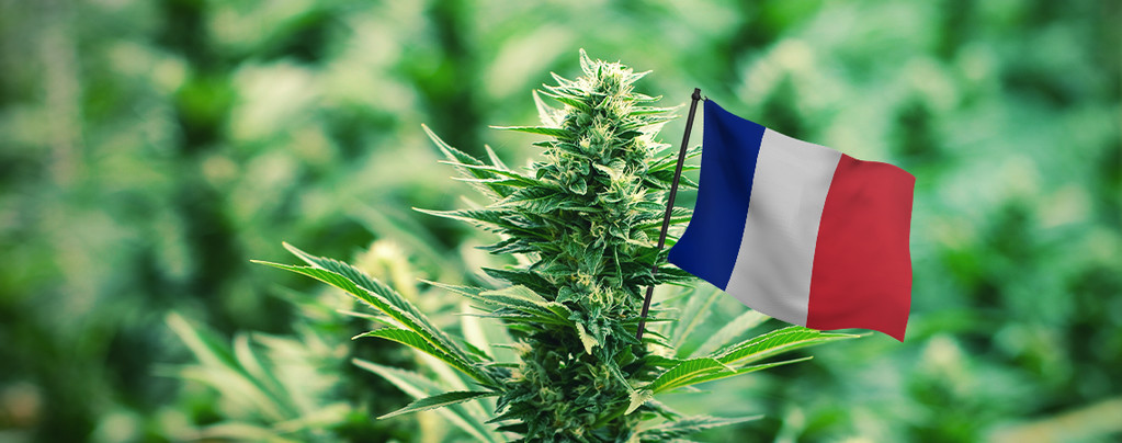 Migliori Varietà Cannabis Francia