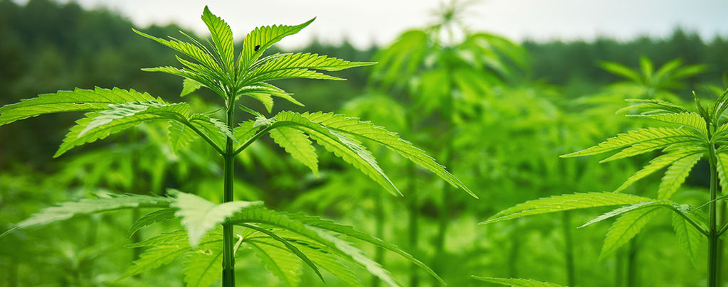 Ottenere Una Coltura In Esterni Riuscita Cannabis