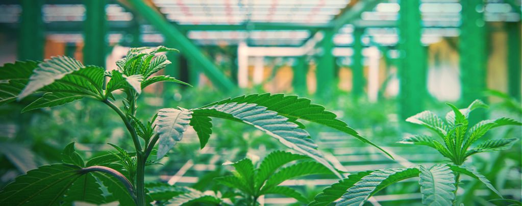 Come Funziona La Coltivazione Verticale Della Cannabis