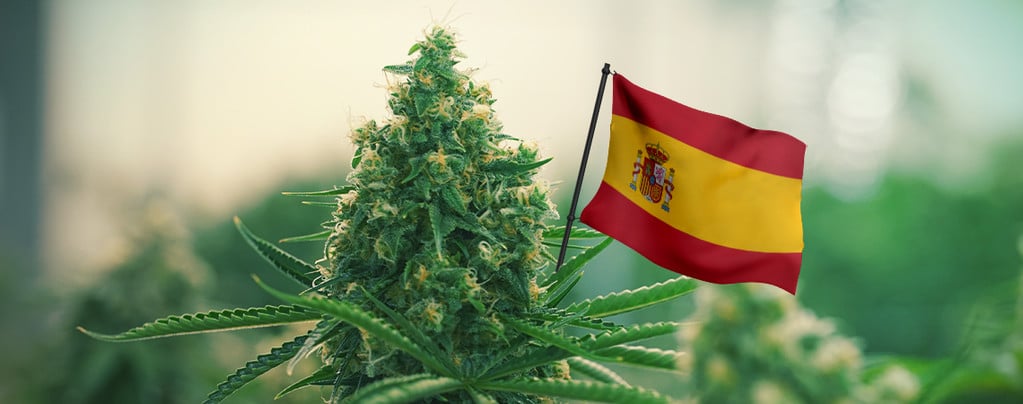 Le Migliori Varietà Di Cannabis Da Coltivare All'Aperto In Spagna