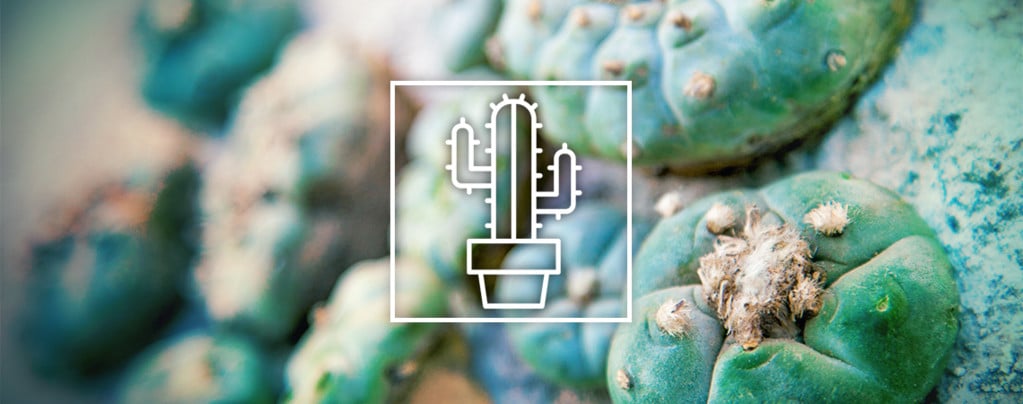 Differenze Della Cactus Da Mescalina