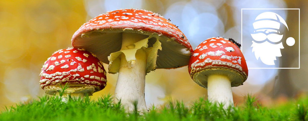 La Relazione Tra I Funghi Allucinogeni E Il Natale