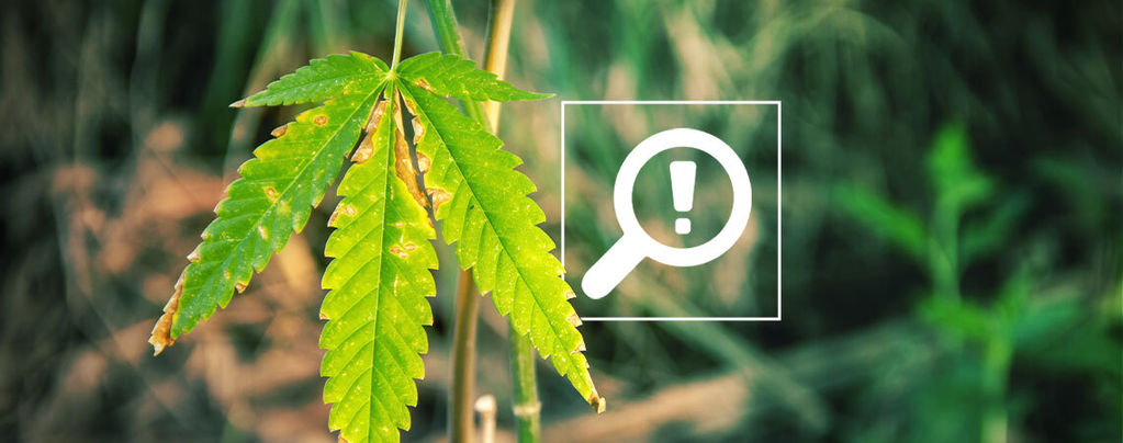 5 Problemi Che Possono Verificarsi Nella Fioritura Della Cannabis