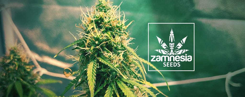 Girl Scout Cookies (Zamnesia Seeds) Femminizzata